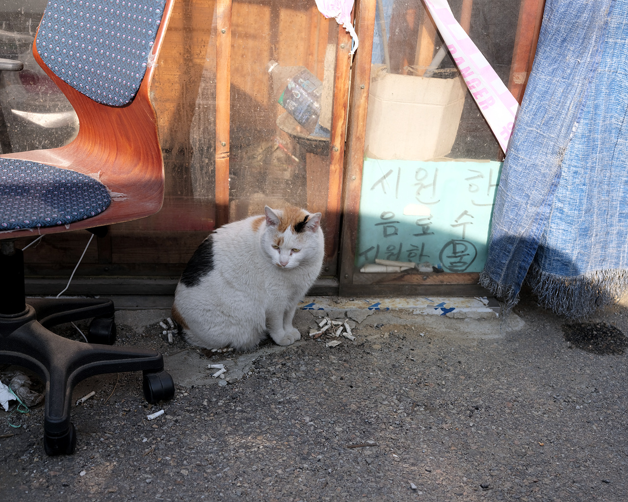 길고양이 2018년 2월, 재개발지구의 고양이들은 다 어디로 가야할까?