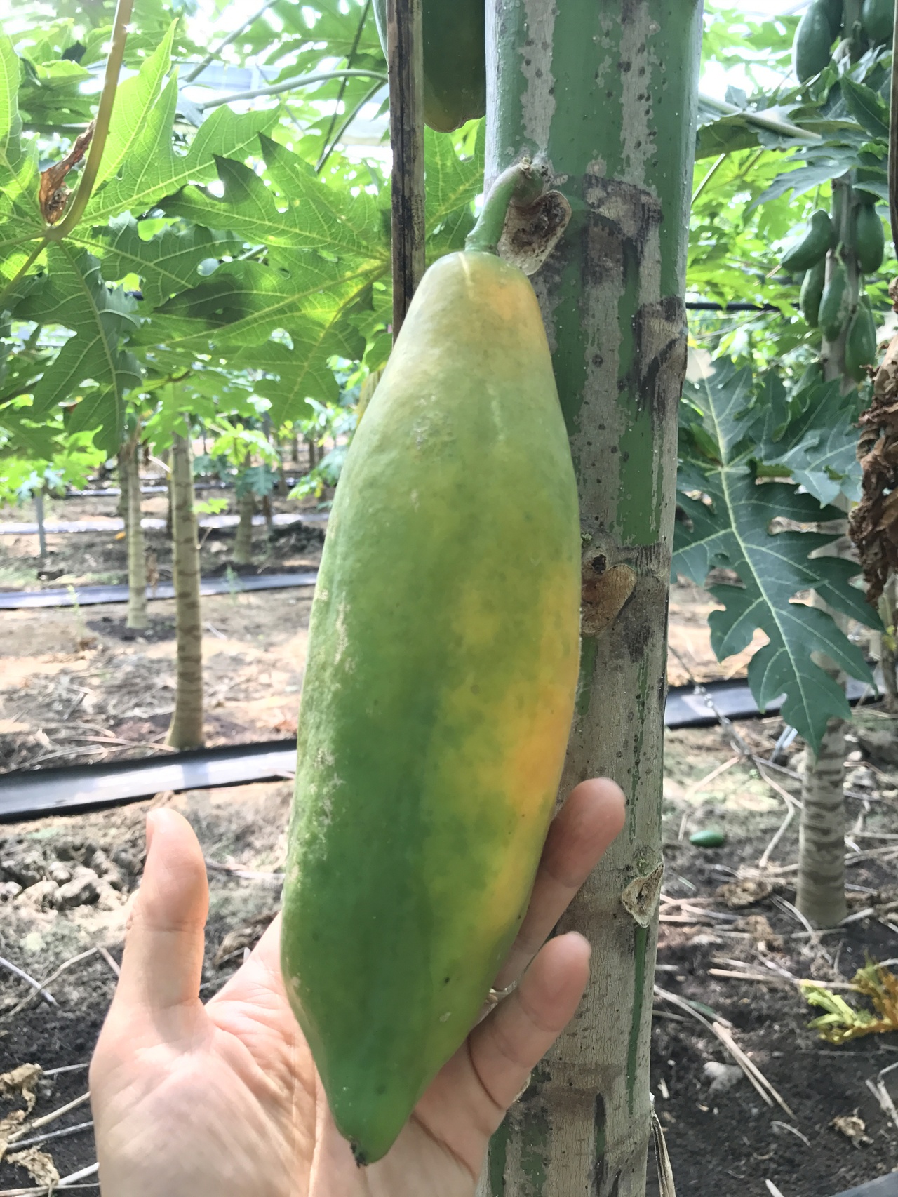 제주 농장에서 만난 파파야 제주 아열대 농산물은 과일에서 시작해서 채소로 확대되고 있다