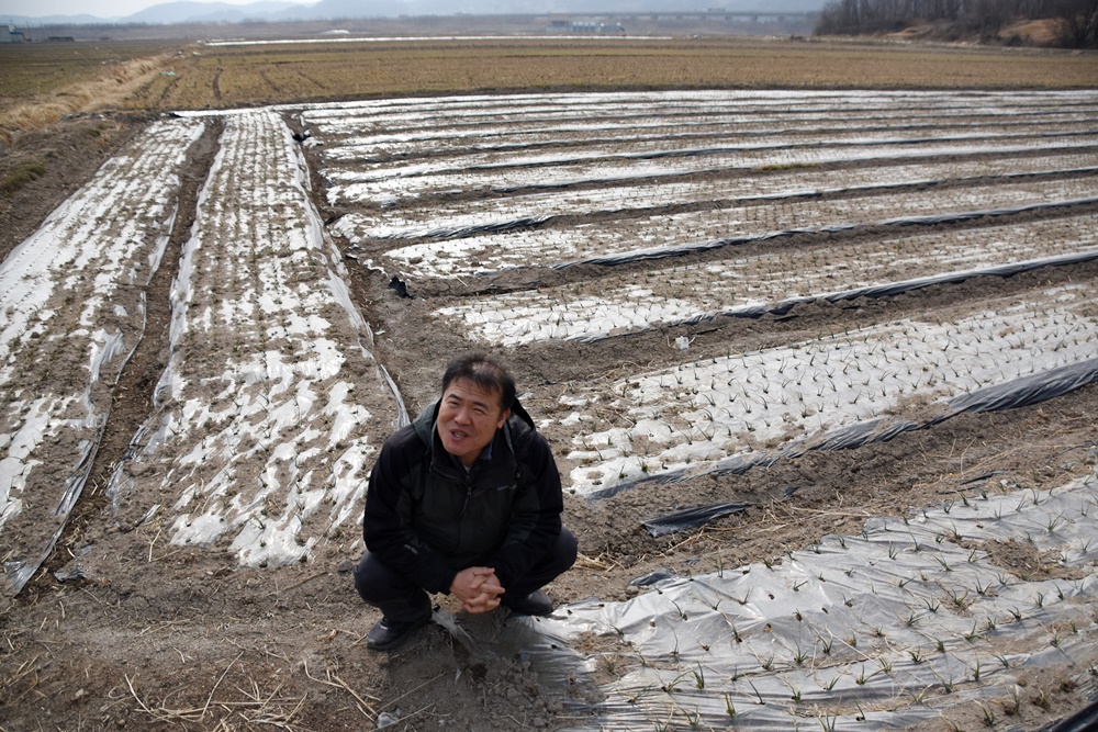 곽상수 이장이 현풍면 원교리 양파밭에서 겨울농사의 실태에 대해 설명하고 있다. 