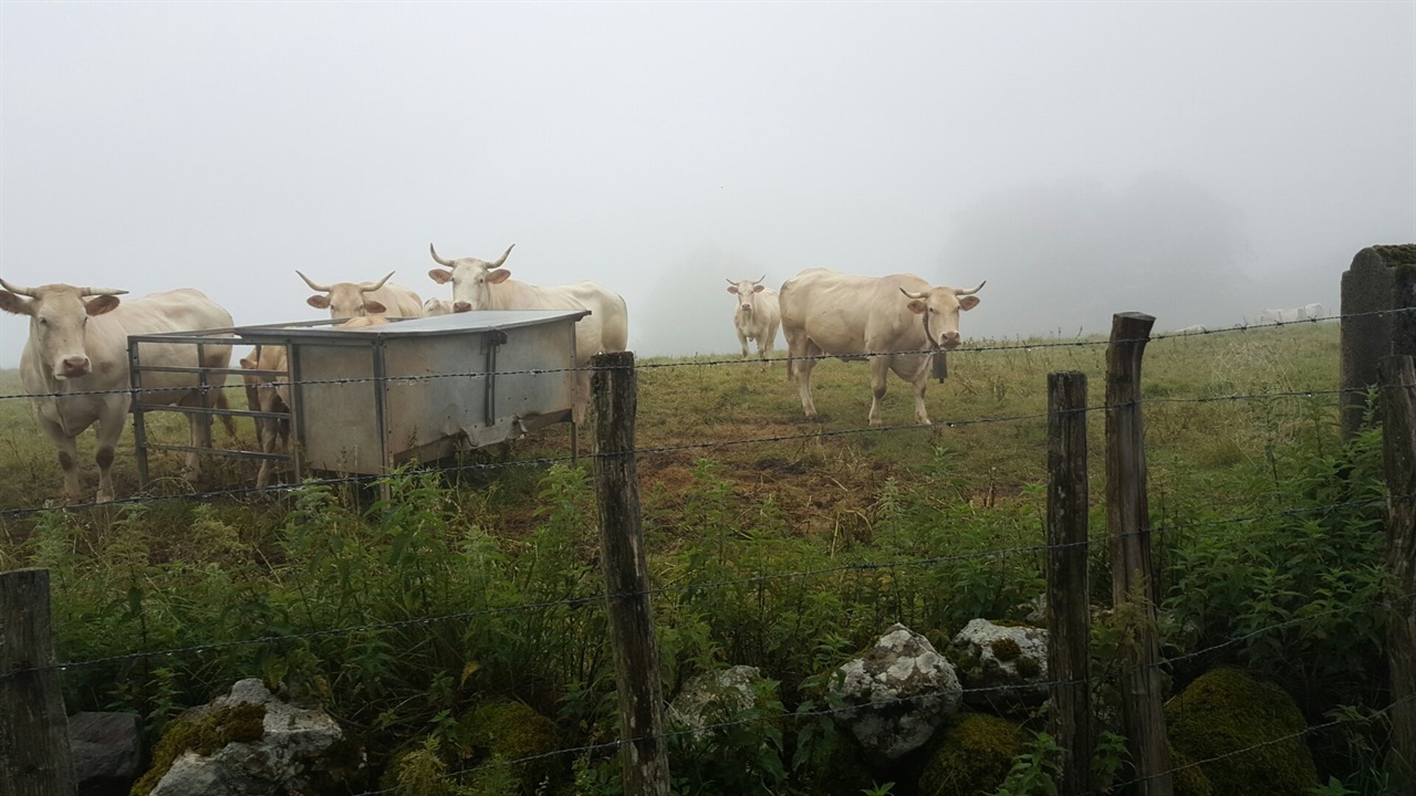 피레네 산맥에서 만난 소떼 