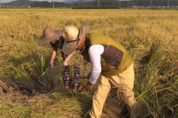 자료사진. 인천시가 쌀 과잉생산을 극복하기 위한 방안으로 ‘논 타작물 재배’ 유도에 나선다.