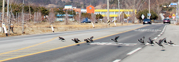 평촌삼거리 인근에 있던 물닭들이 먹이활동을 위해 건너편 과수원으로 줄지어 도로를 횡단하는 모습.