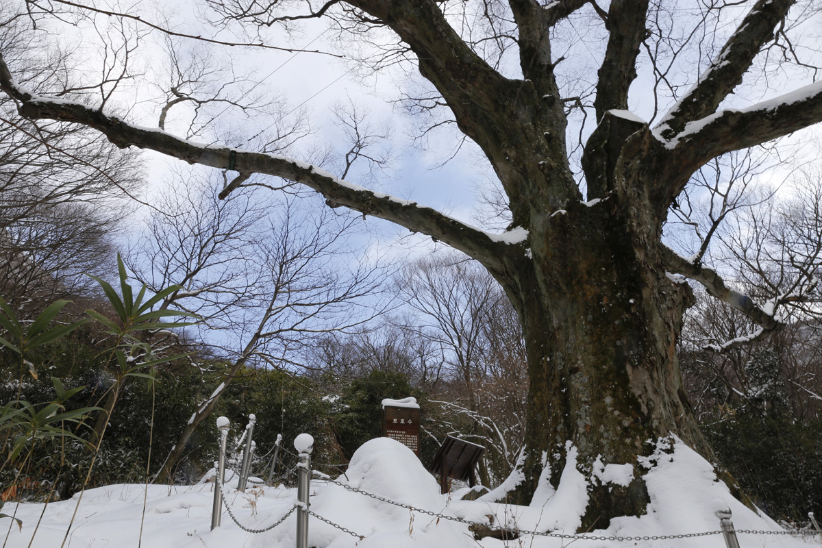 두륜산 만일암 터에 우뚝 선 수령 1100년의 느티나무. '전라도 천년나무'로 지정됐다.