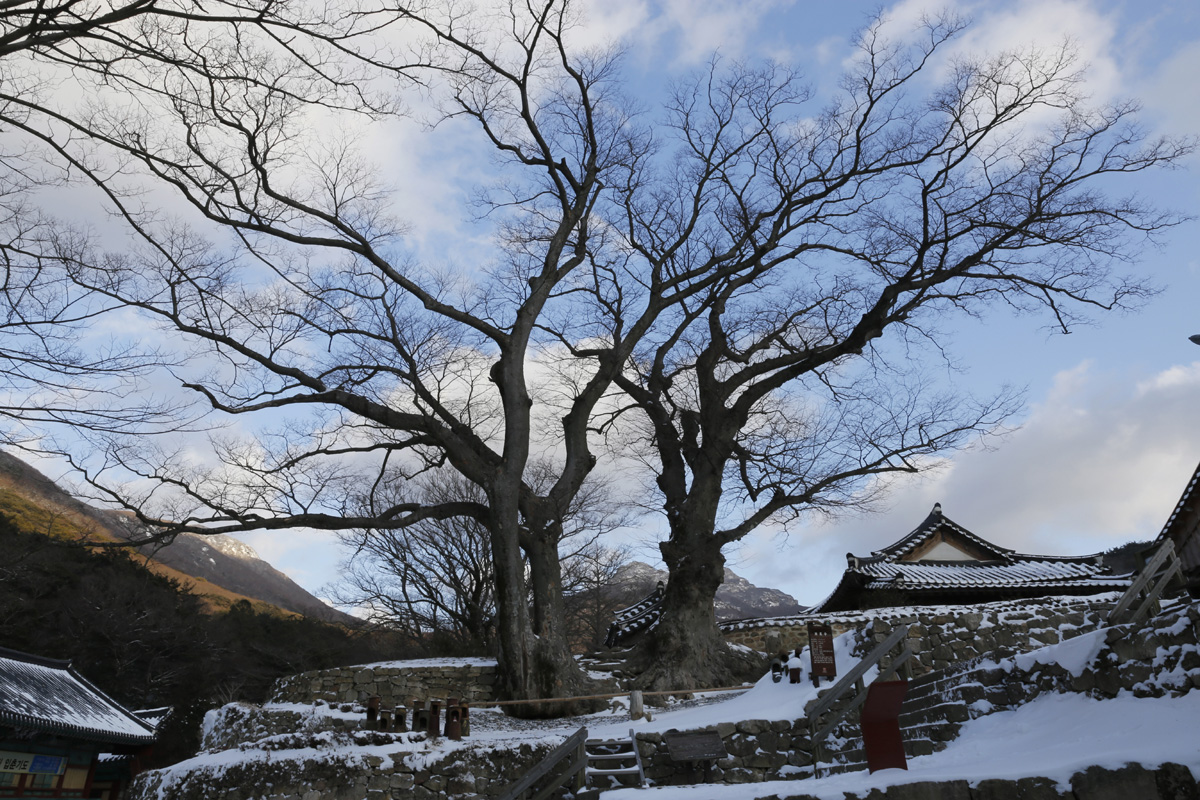 대흥사에서 연리근을 이루고 있는 수령 500년 된 느티나무. 두 남녀의 지극한 사랑에 비유해 ‘사랑나무’, 절집에서 행운을 가져다준다고 ‘행운나무’로 불린다.