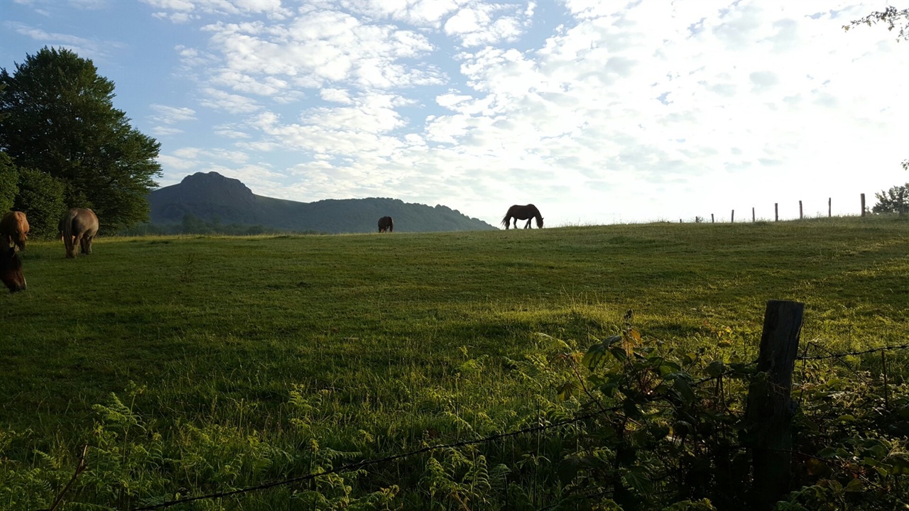 푸른 초원에서 한가로이 풀을 뜯는 말들(수비리 가는 길)