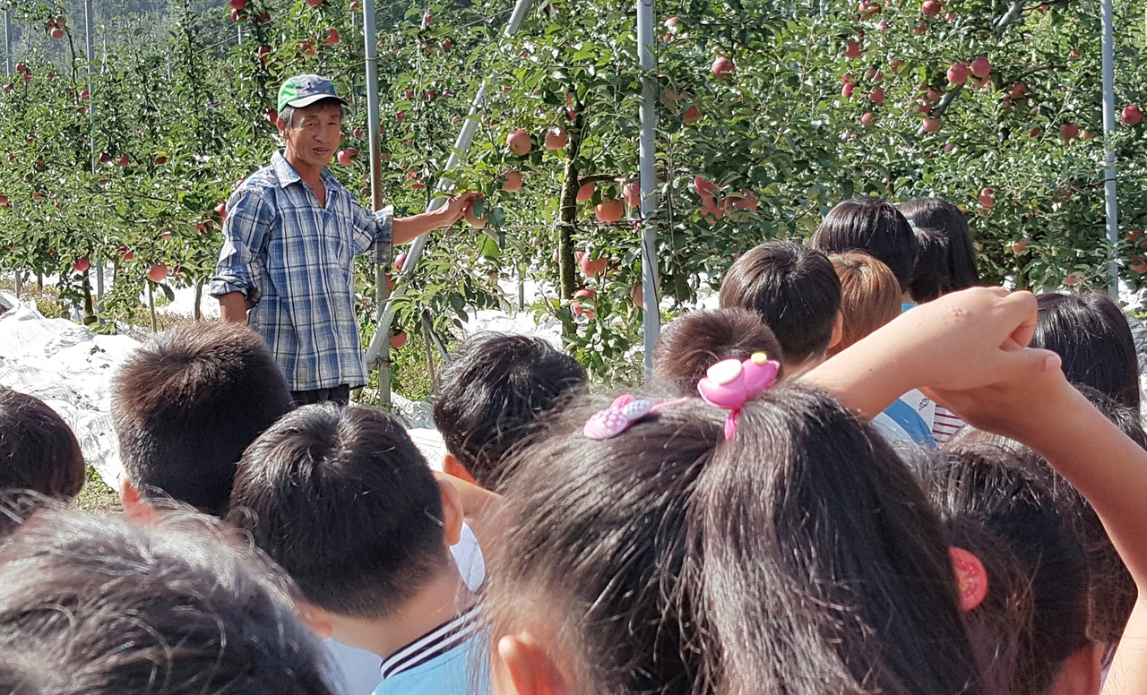 이종덕 이장은 매년 사과 수확전 마을 초등학생들을 초청 사과 이야기를 들려 줍니다.