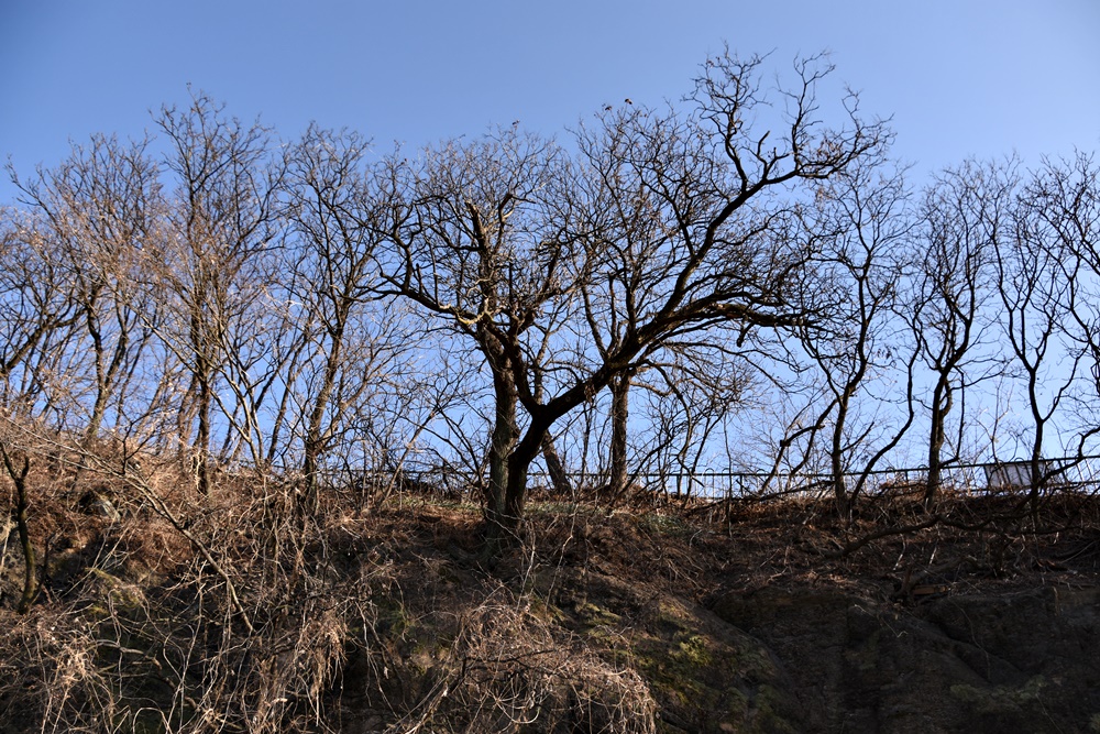 화원동산의 모감주나무군락이 열을 지어 늘어서 있다. 