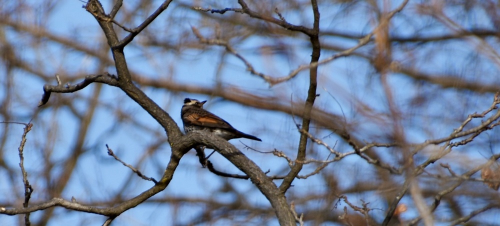 화원동산의 모감주나무에 앉아 쉬고 있는 개똥지빠귀의 모습. 화원동산과 그 인근에는 텃새와 철새를 비롯한 다양한 새들이 찾아온다.  