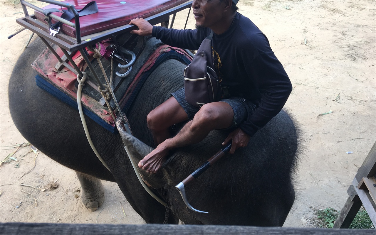 안장이 설치된 코끼리와 조련사 조련사가 들고 있는 불훅(bullhook)이란 곡괭이가 보인다. 저 불훅으로 코끼리를 5초에 한 번씩 내리 찍는다. 코끼리는 어른 세 명을 태우기에는 왜소해 보인다. 