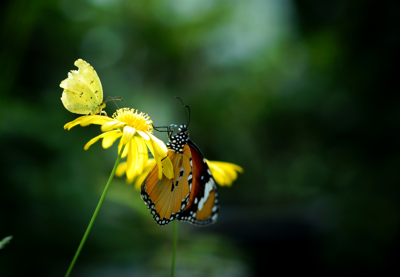 서울숲 곤충식물원의 나비관