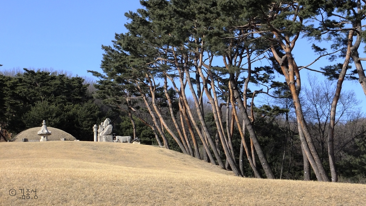 왕릉을 향해 일제히 절을 하는 모습의 소나무.
