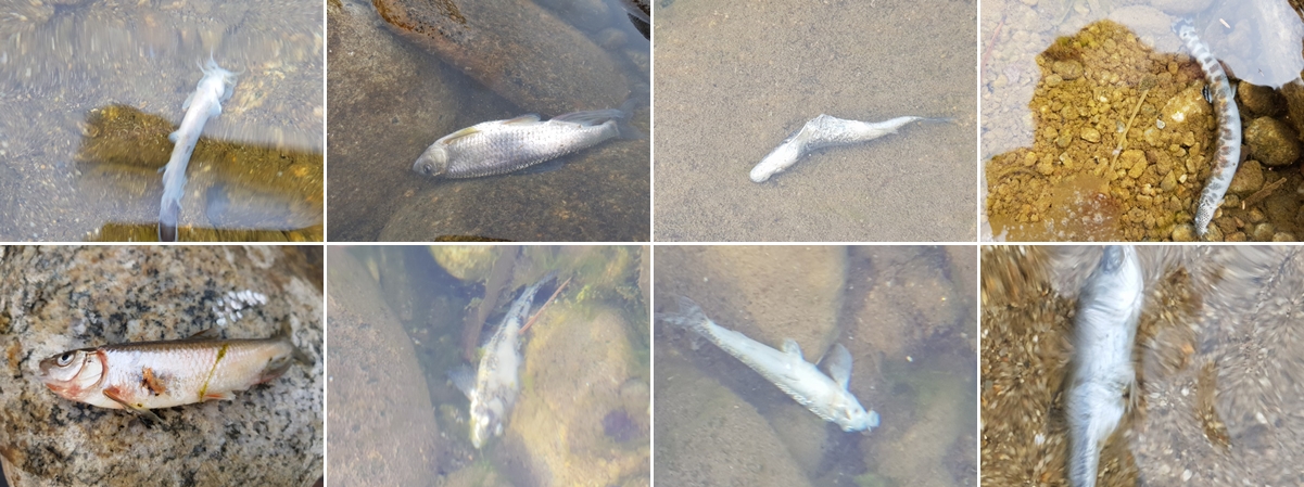 영풍제련소 하류 20킬로미터 지점의 봉화군 분천면 낙동강에서 발견된 죽은 토종물고기들. 