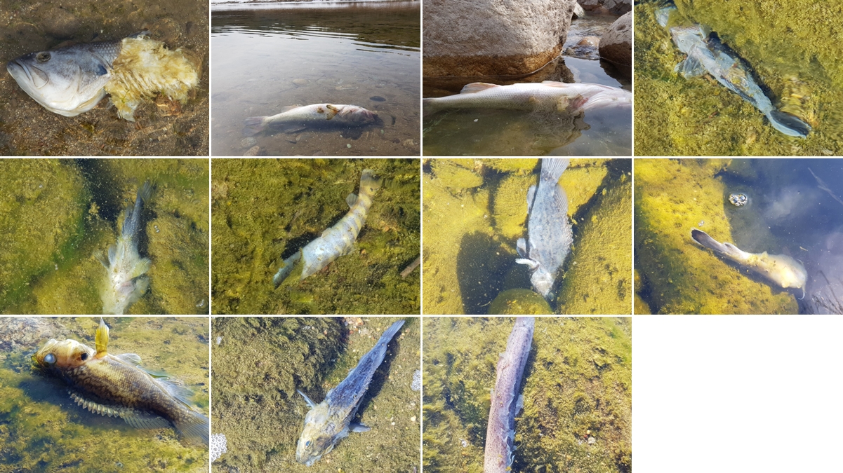 영풍석포제련소 40여 킬로미터 하류에 있는 청량산 부근 낙동강에서 발견된 죽은 물고기들.  