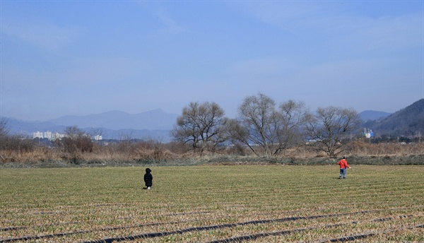 경남 거창 남상면 월평리의 마늘밭.
