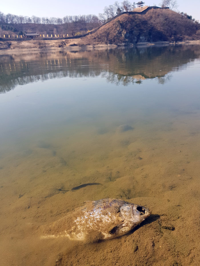 유네스코 세계문화유산 사적 제12호 공산성 앞 강물에 죽은 물고기가 둥둥 떠다니고 있다.
