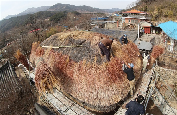  함양 서하면 봉전마을 초가지붕의 이엉잇기.