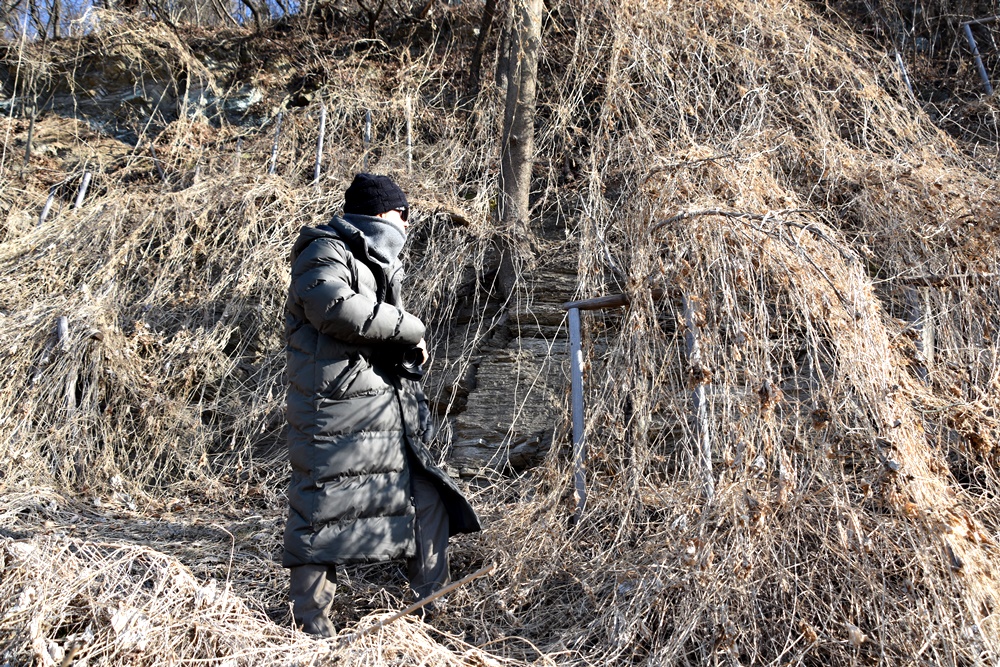 김종원 교수가 화원동산 하식애 직벽에 심겨진 조경수를 살펴보고 있다. 