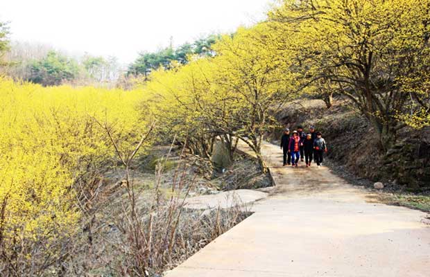  의성군 사곡면에 위치한 산수유 꽃피는 마을