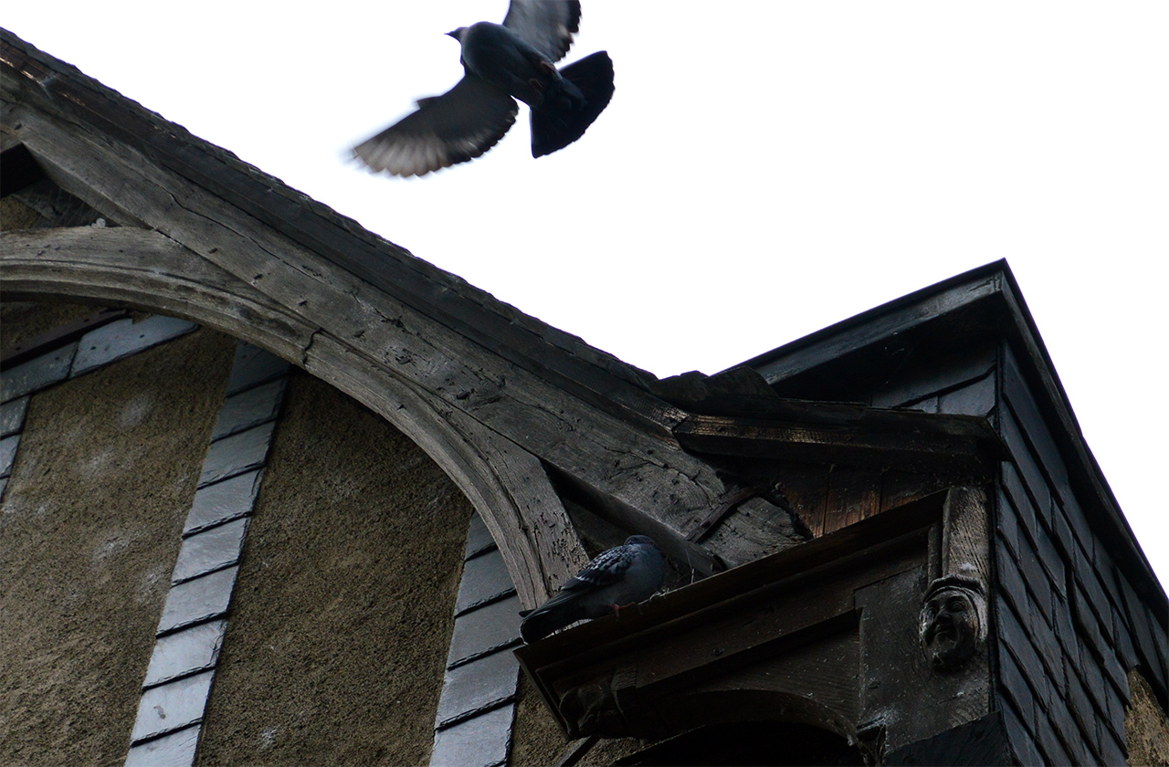 오랜 나무가옥의 틈새마다 비둘기들이 자연스럽게 살고 있다. 