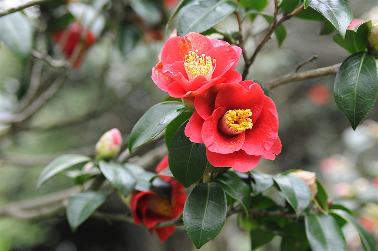 선명하게 붉은 꽃 동백은 3월에 가장 절정을 이루는 봄맞이 꽃이다. 