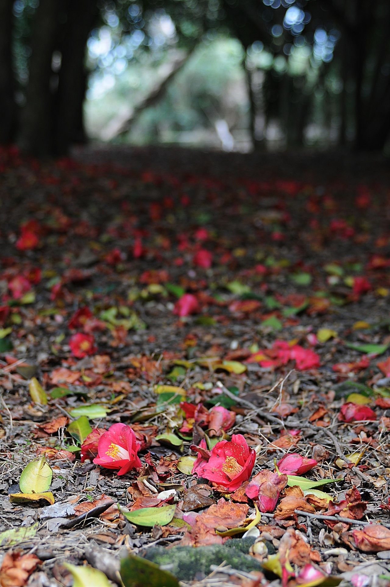 3월 하순이면 동백숲 바닥에는 송이째 툭 떨어진 동백꽃이 붉은 융단을 이룬다. 