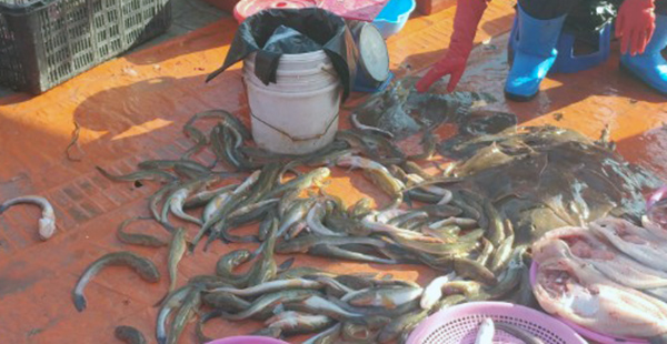 소래포구에서 가장 흔하고 싸게 팔리는 생선은 바로 망둥어 였습니다. 
