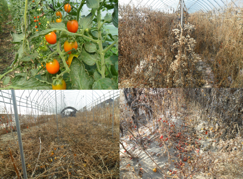 무경운 토마토 4년간 흙을 갈지않고 퇴비 없이도 농사가 된 것은 작물의 잔사를 흙으로 되돌리는 유기물의 순환이라고 본다.