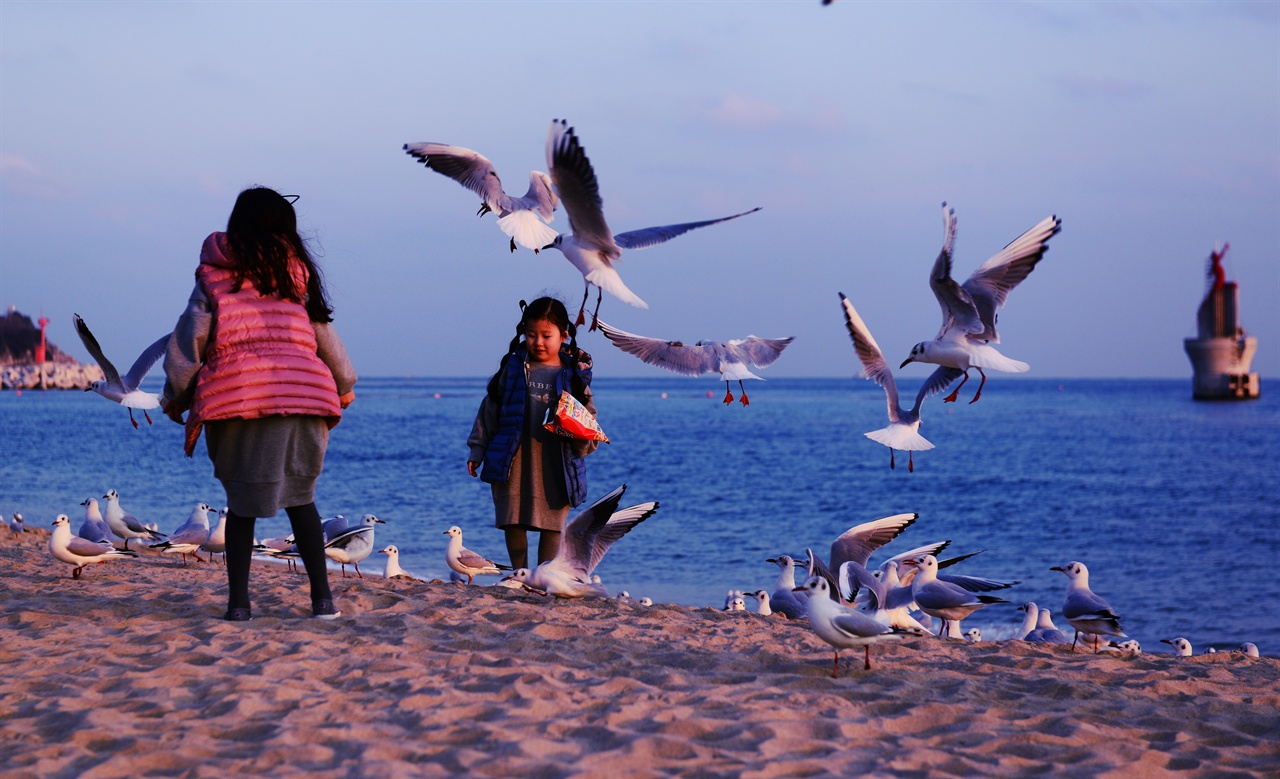 갈매기와 손녀 해운대의 볼거리, 놀거리 1호다. 아이들과의 동행이라 생각이 다를 수 있지만 너무나 즐거웠다. 여행기간의 절반 이상을 갈매기와 노는데 보냈다. 즐거워하고, 무서워서 도망가고, 깔깔거리고 많은 사람들이 동차마했다