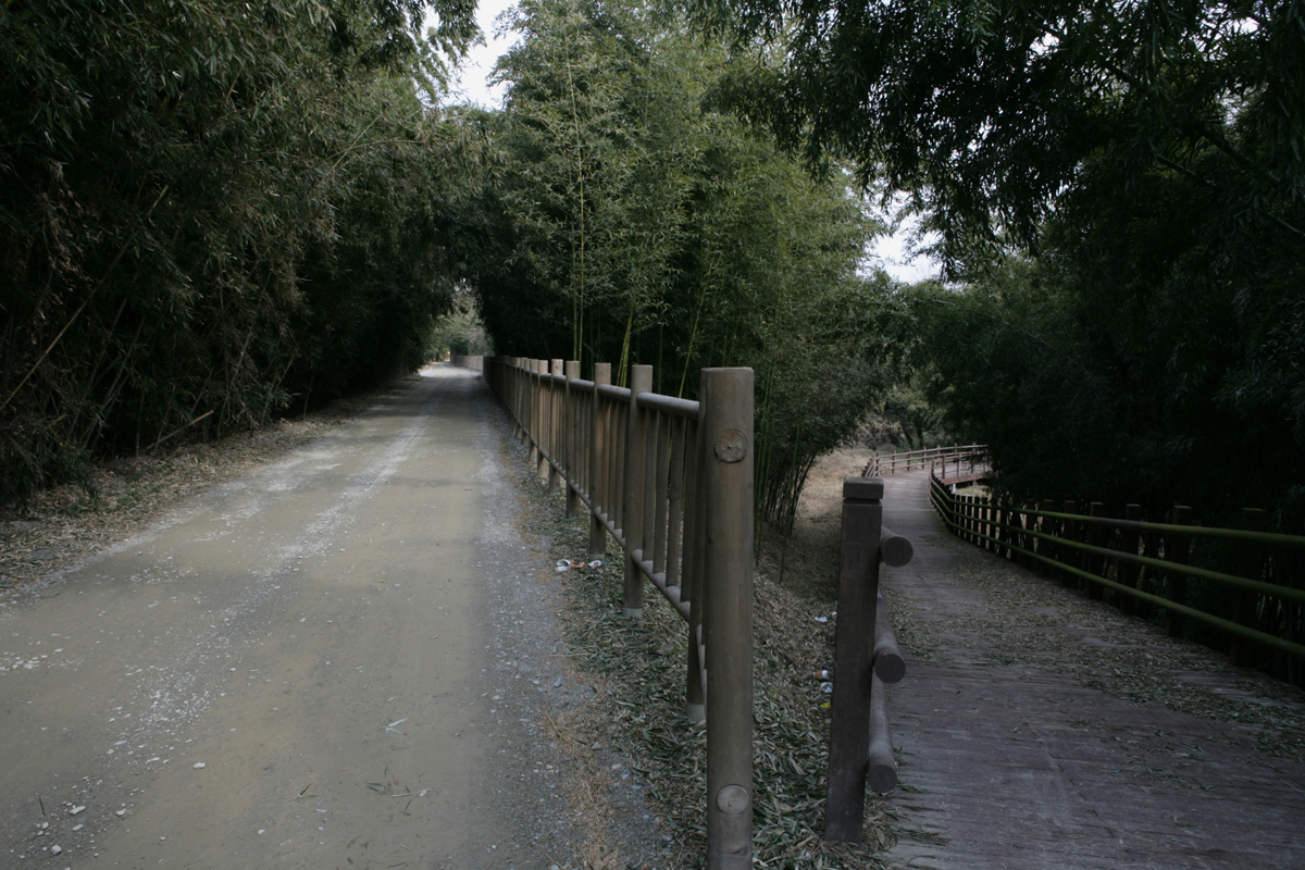 영산강 둔치에서 만나는 대숲. 둔치 길(왼편)을 따라 대숲이 이어져 있다. 오른쪽 길은 강변 대숲으로 가는 데크다.
