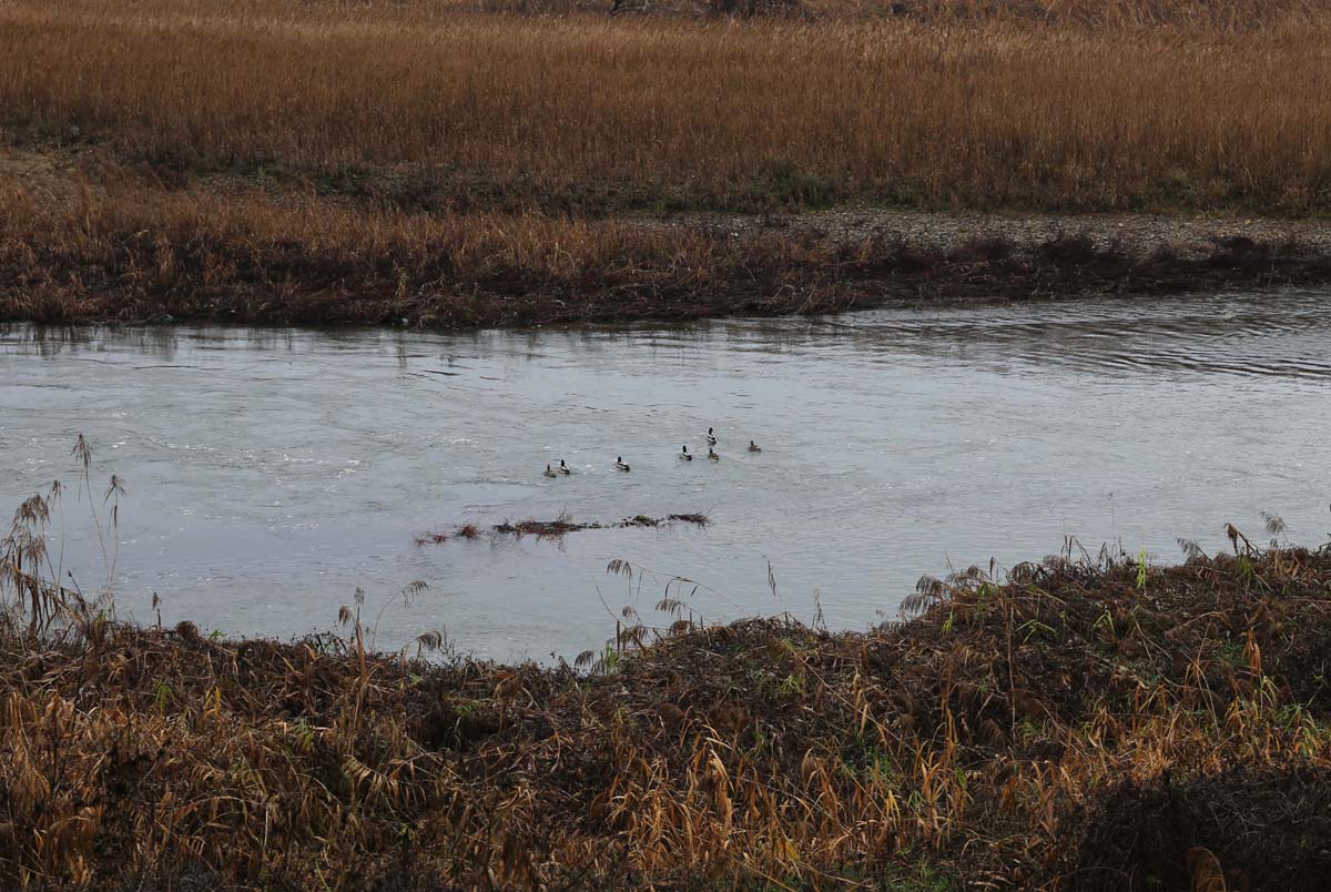 영산강을 유유자적하는 물새들. 고즈넉한 강에서 잔잔한 물길을 내며 헤엄치는 모습에서 여유가 묻어난다.