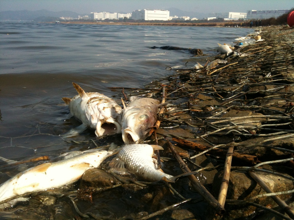 4대강 보가 완공되고 물을 가둔 바로 그해 가을인 2012년 낙동강 구미 동락공원 일대에서 물고기 수십만 마리가 떼죽음했다. 4대강사업의 저주다.  