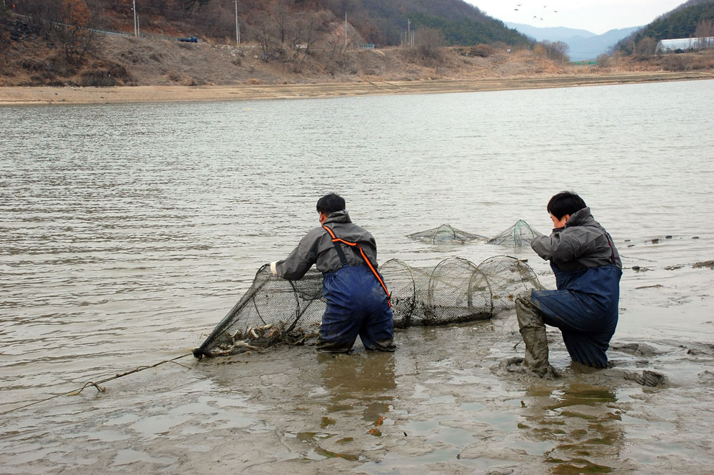 한국수자원공사 공주보 직원들이 그물에 갇힌 물고기들을 구조하고 있다.