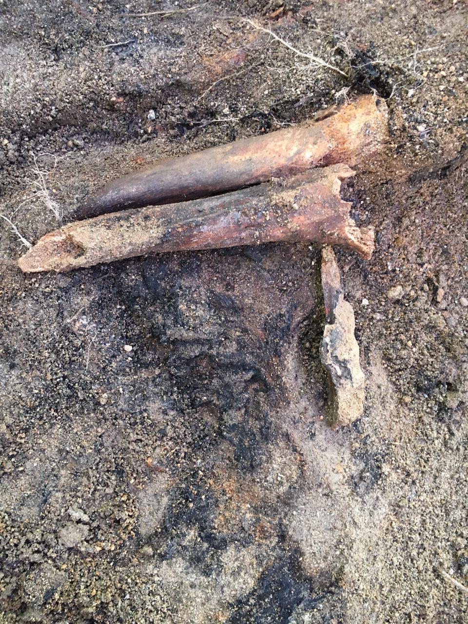 아산시 배방면 중리마을 뒷산 폐금광 유해발굴 현장에서 발굴된 불에 그을린 유해. 불에 탄 옷감이 달라 붙어 있다. 