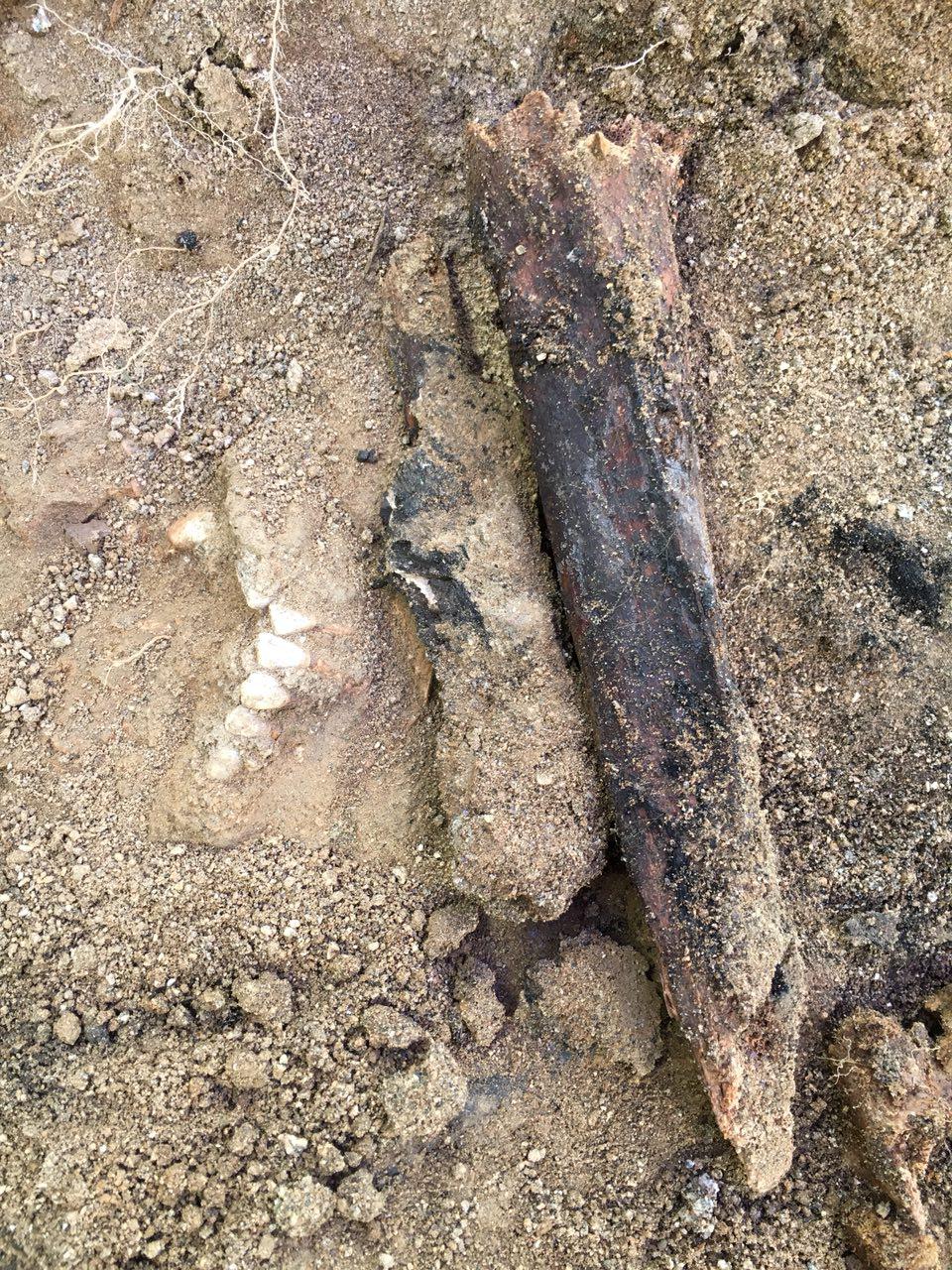 아산시 배방면 중리마을 뒷산 폐금광 유해발굴 현장에서 발굴된 불에 그을린 유해. 뼈에 불에 찬 옷감이 달라 붙어 있다.  왼쪽에 희생자의 치아가 드러나 있다.   
