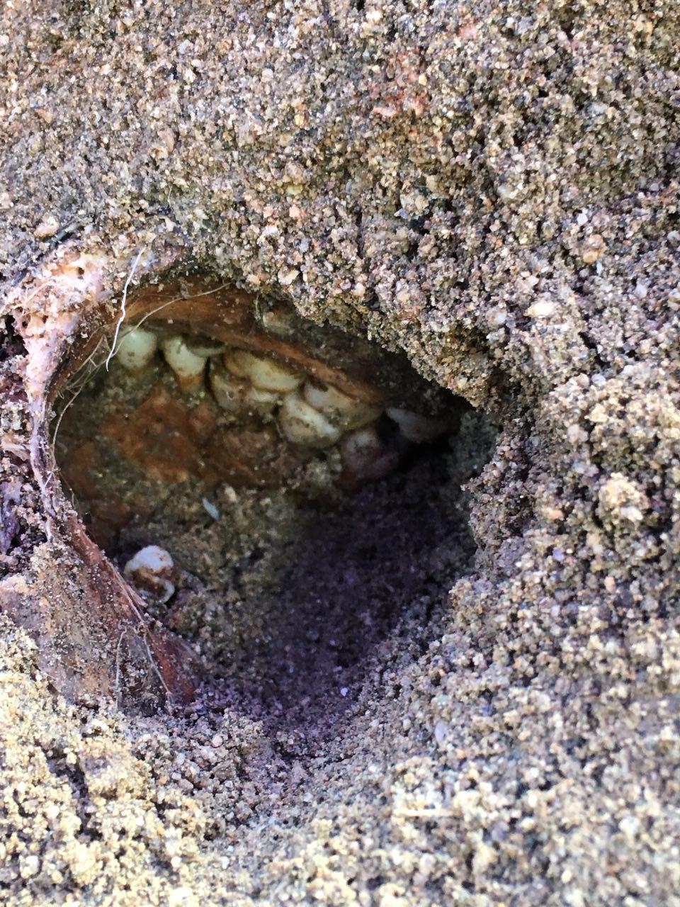 아산 배방읍 중리마을 뒷산 폐금광에서 2차 유해발굴 현장에서 발굴된 희생자 유해. 유해가 나무 껍질 속에 둘러 쌓여 있다.