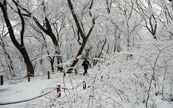 함양 상림공원에 내린 눈.