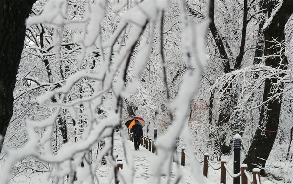 함양 상림공원에 내린 눈.