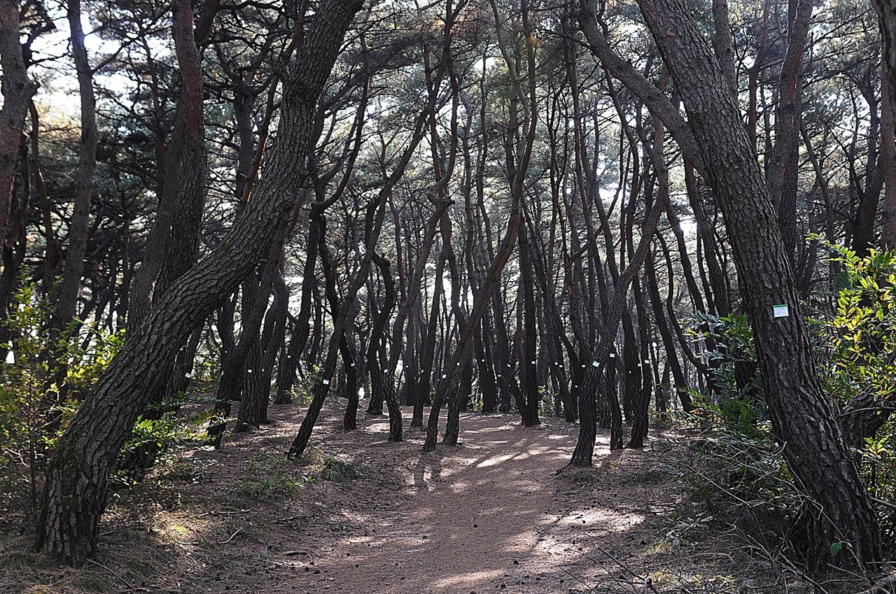 선덕여왕릉 올라가는 길은 빽빽한 소나무숲을 즐기며 가는 평화로운 길이다. 
