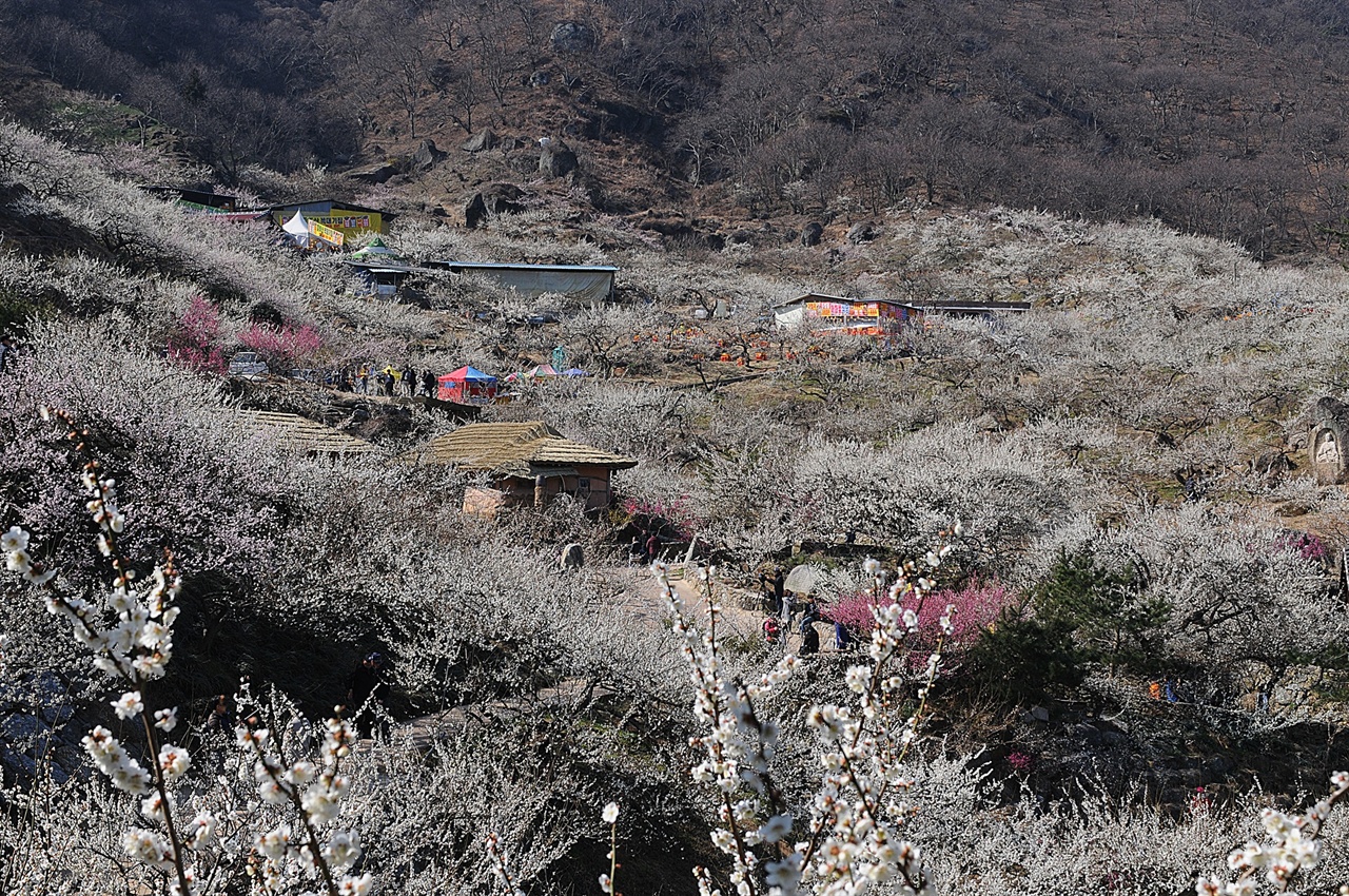 청매실농원 매화 군락 3월 중하순에 광양 매화마을에 가면 산비탈이 온통 하얀 매화 천지다. 