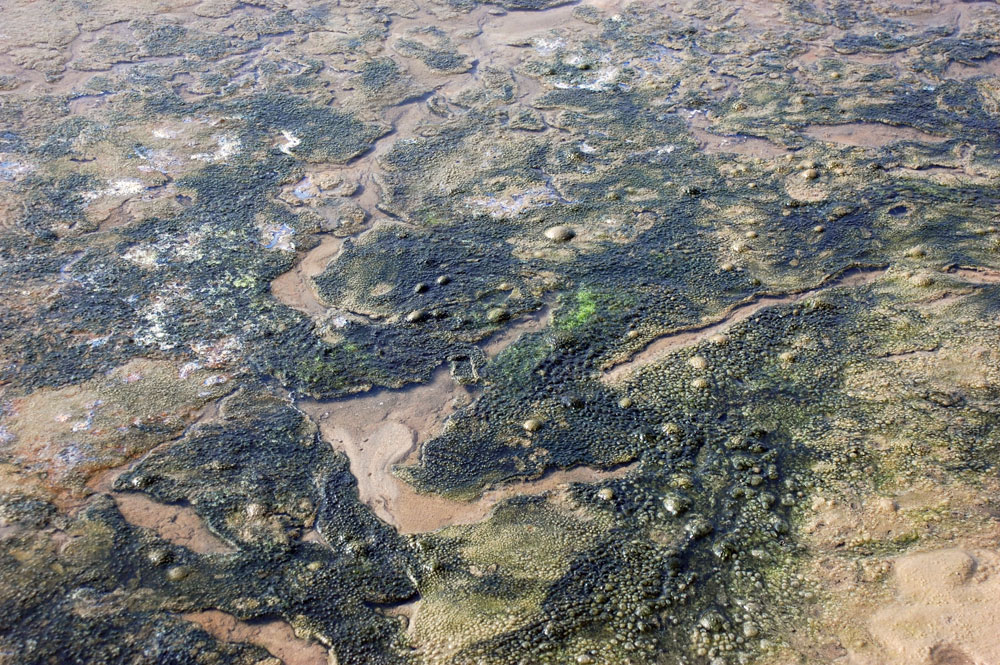  수위가 내려간 공주보 상류는 온통 지난해 가라앉은 녹조류 사체로 뒤덮여있다. 