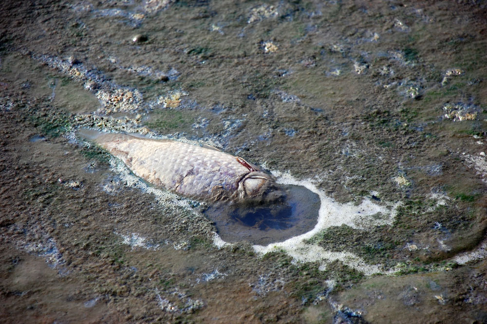  지난해 가라앉은 녹조류 사체 속에서 죽은 물고기만 죽어가고 있다.