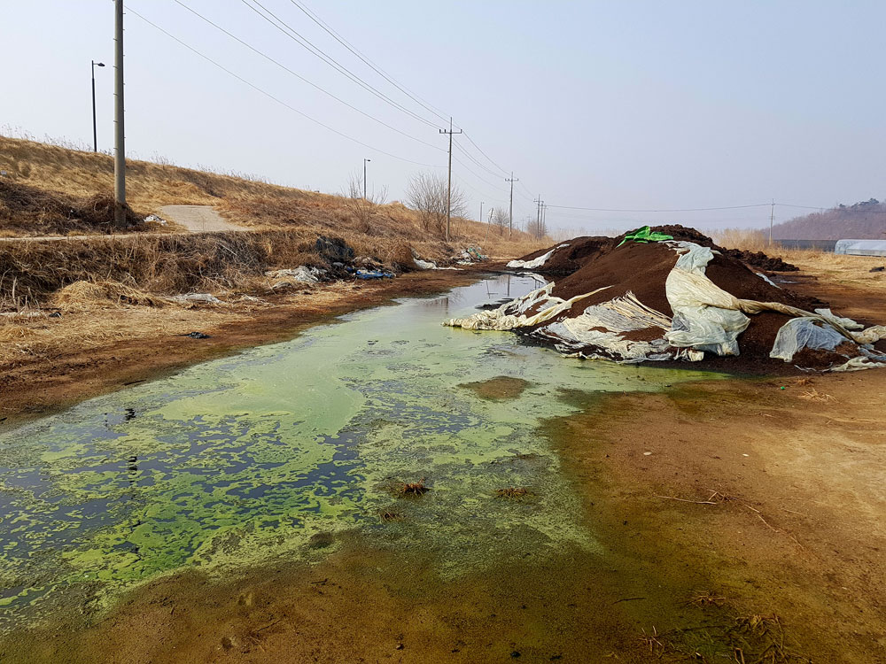  백제보 우안 제방과 맞닿아 있는 충남 청양군 강변에 쌓아 놓은 축분에서 침전물이 흘러내리고 있다. 