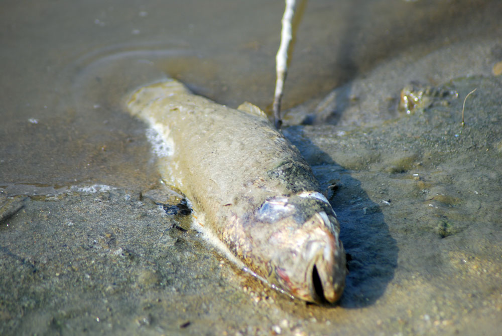  지난해 가라앉은 녹조류 사체 속에서 죽은 물고기만 죽어가고 있다.