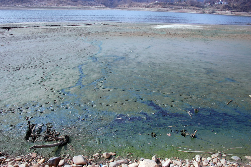  공주보 상류는 온통 지난해 가라앉은 녹조류 사체로 뒤덮여있다.
