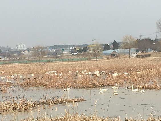  지난 9일, 당진시 합덕제에서 발견된 고니의 모습이다.  