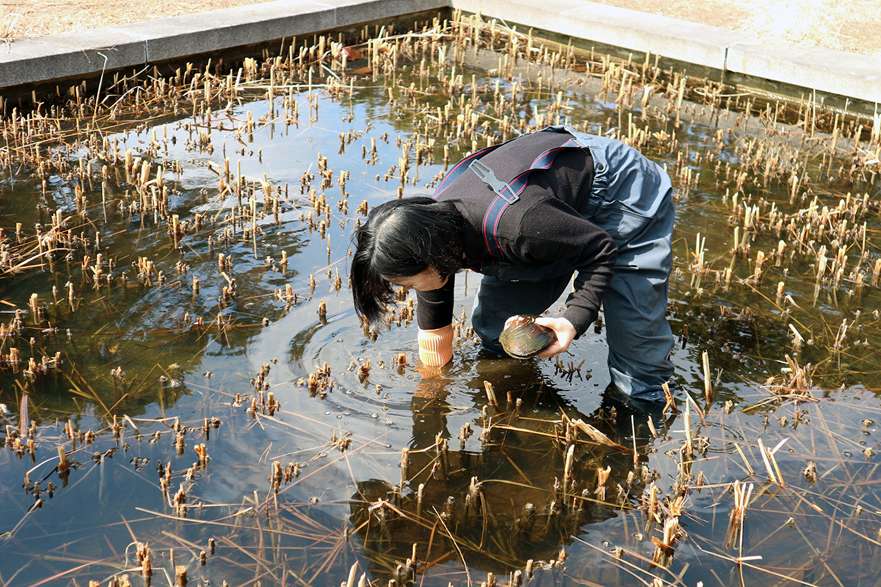 부들연못에서 죽은 말조개를 확인하고 있다.