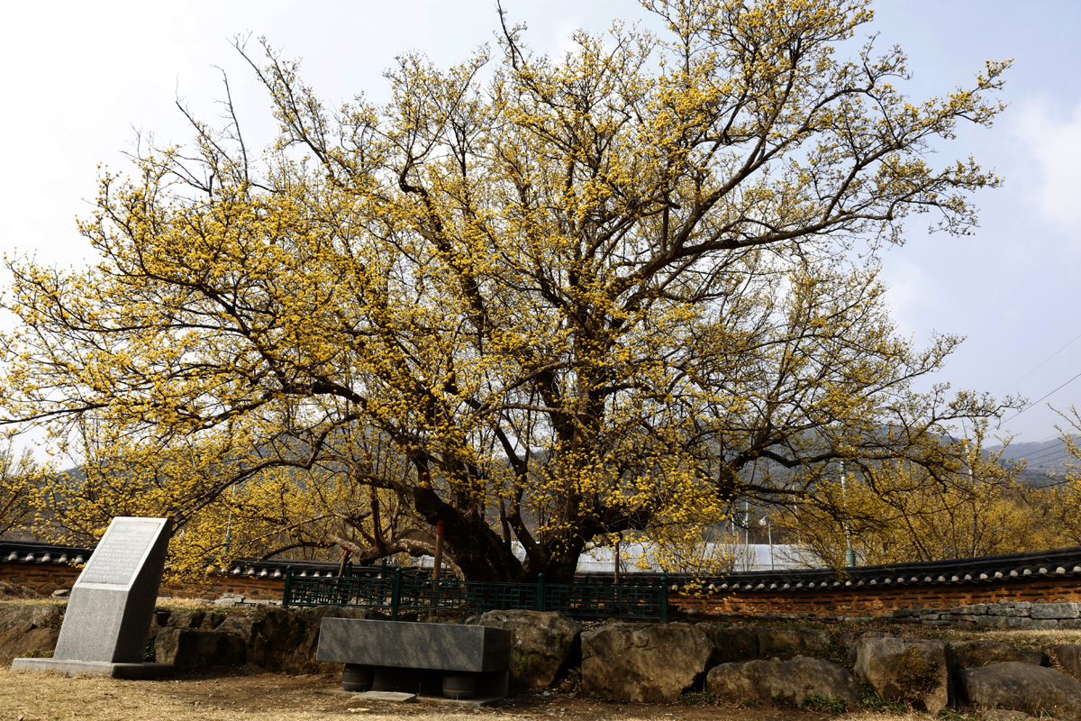 첫 산수유나무로 알려진 구례군 산동면 계척마을의 할머니산수유나무. 노란 꽃을 활짝 피운 지난해 3월 모습이다.