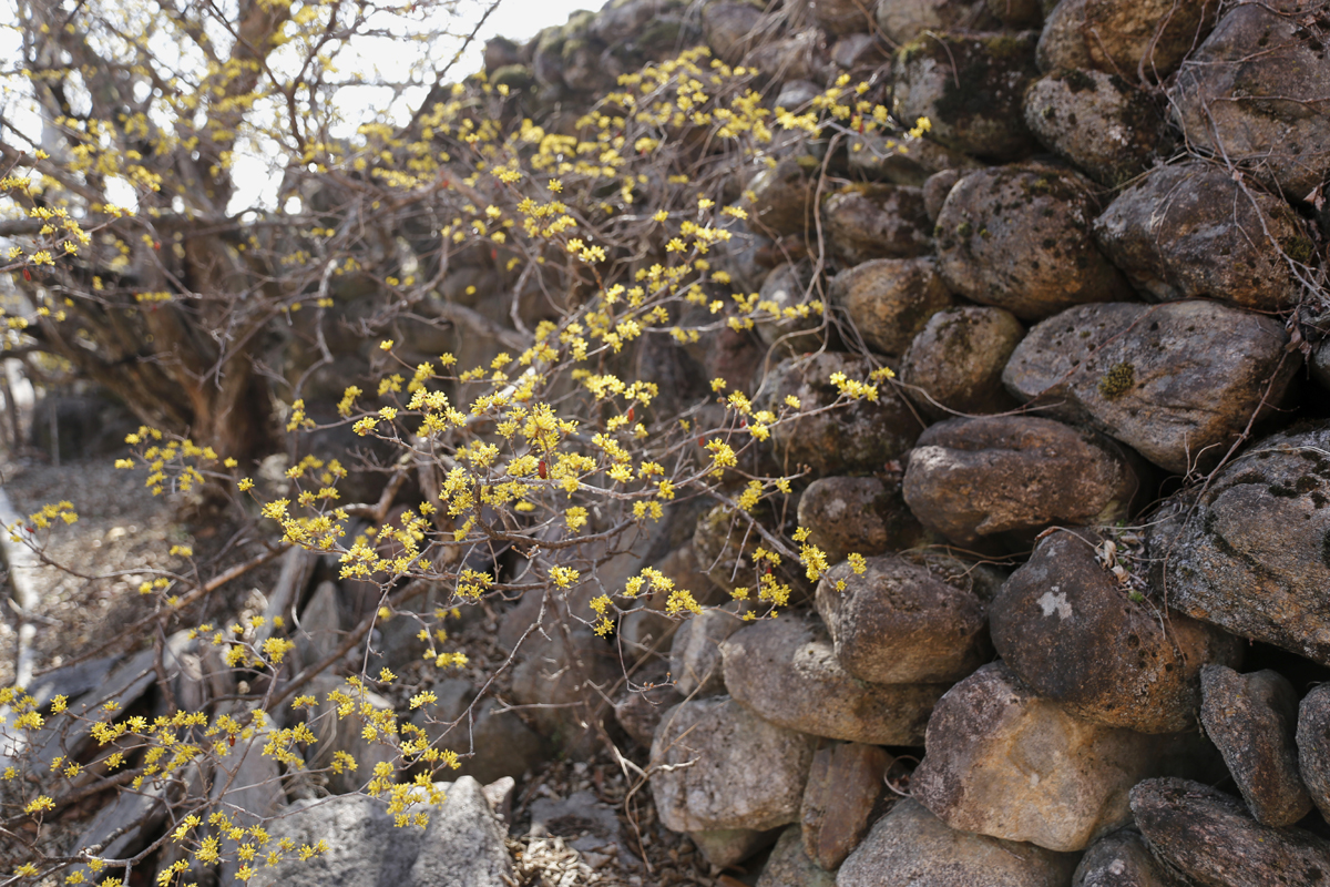 지리산 자락의 산수유 꽃은 깊은 산, 계곡, 돌담, 오솔길에서 피어난다. 눈길 닿는 곳마다 노란 산수유꽃으로 채색된다. 지난 3월 11일 반곡마을 풍경이다.