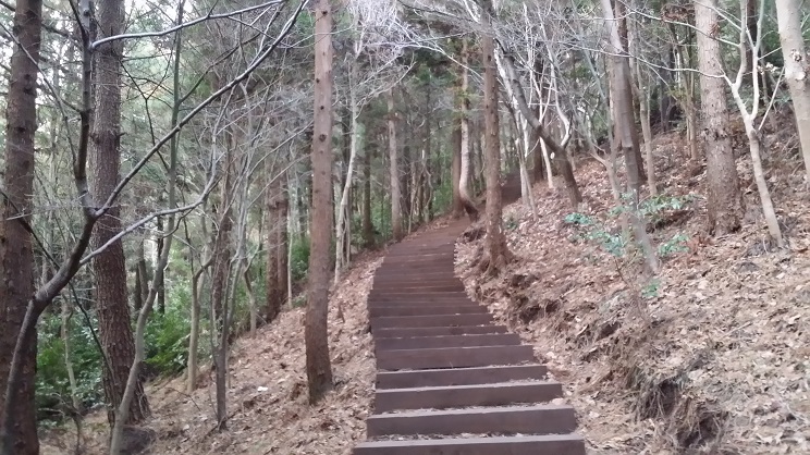 50여 년생 나무 숲 밑에는 나무 계단, 데크, 운동기구 등이 설치되어 등산하고 운동하기에 좋게 시설되어 있다.
