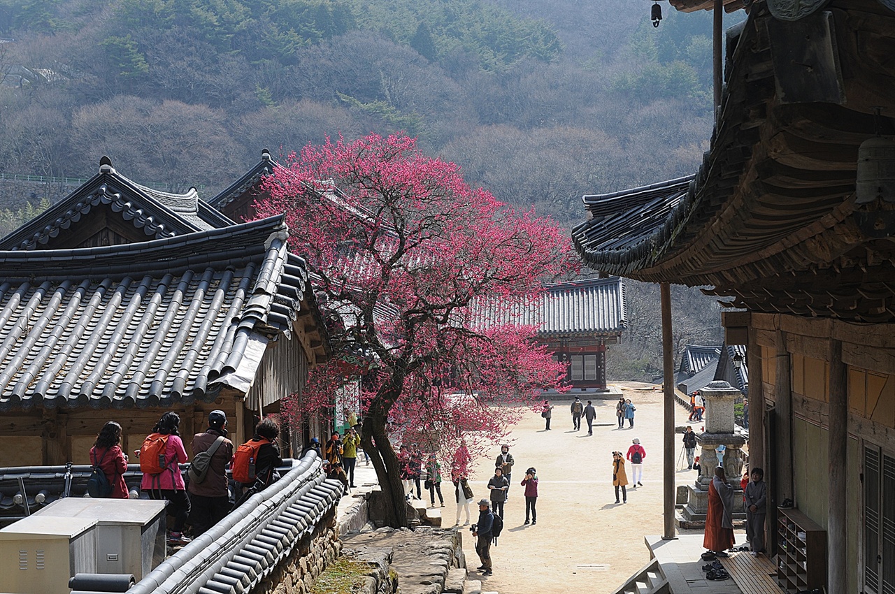 화엄사 흑매  붉은색 홍매로서, 많은 사람들의 사랑을 받는 매화나무이다. 각황전 뒤편에서 바라본 모습 